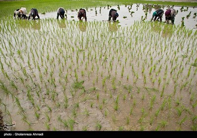شالیزار در مازندران 