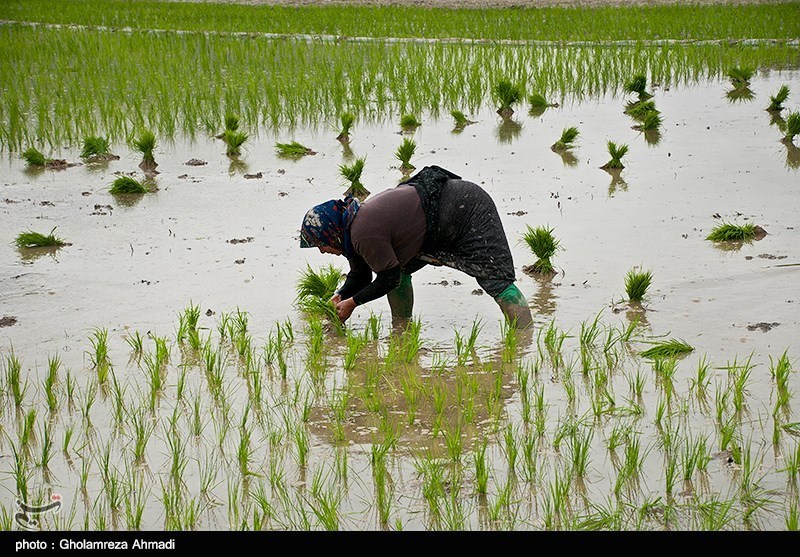 کشت برنج در 85 درصد از اراضی گیلان به پایان رسید