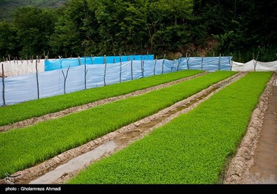 شالیزار در مازندران 