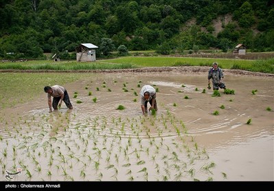 شالیزار در مازندران 