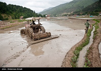 شالیزار در مازندران 