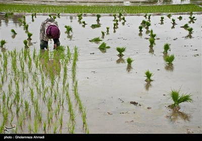 شالیزار در مازندران