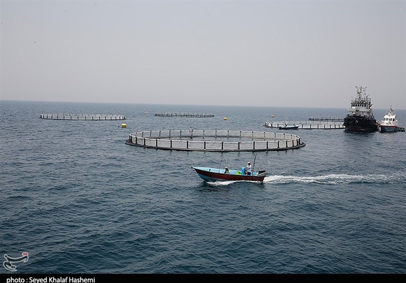 بوشهر|آغاز پروژه 20000 تنی پرورش ماهی در قفس با مشارکت بنیاد مستضعفان در تنگستان+ تصاویر