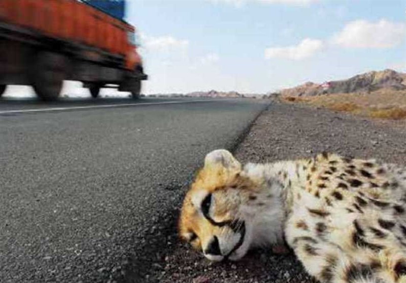 مصدومیت یک یوزپلنگ بر اثر تصادف جاده‌ای در سمنان