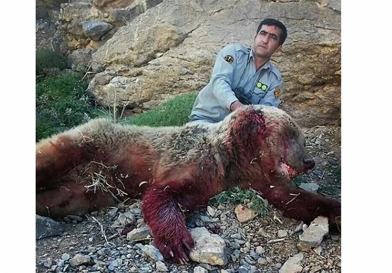 عاملان شکار خرس بوانات در زندان هستند / توضیح درباره یک عکس