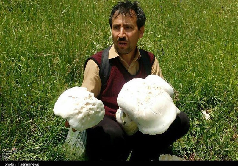 آذربایجان‌شرقی| کشف قارچ های 3 و 6 کیلویی در کوه‌های مرند+تصاویر