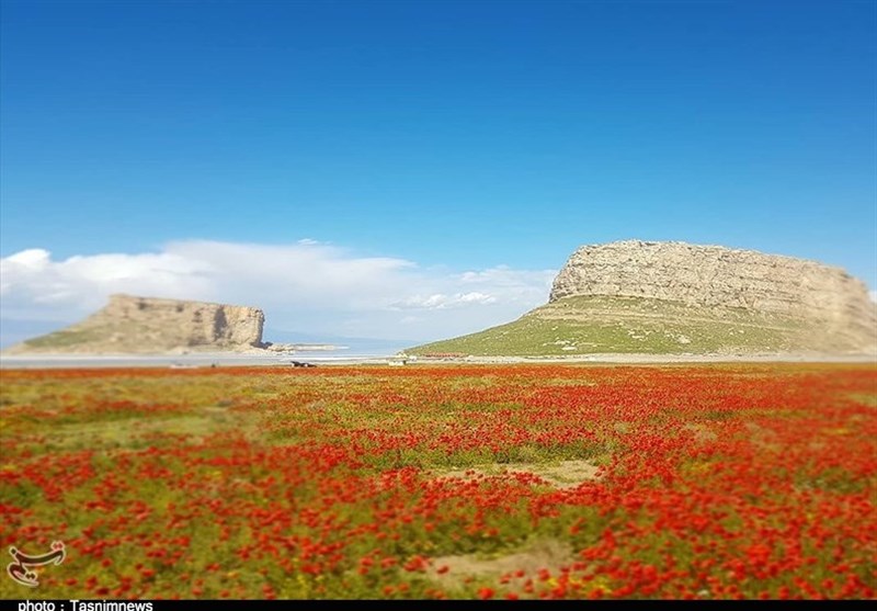 ‌دشت شقایق‌های وحشی در شور زارهای اطراف دریاچه ارومیه به روایت تصویر