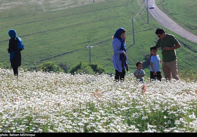 اردبیل| ششمین جشنواره گل‌های بابونه در جنگل فندقلوی نمین برگزار شد