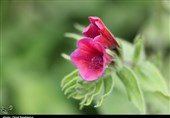 آغاز برداشت و پیشبینی 1.7 تن محصول خشک