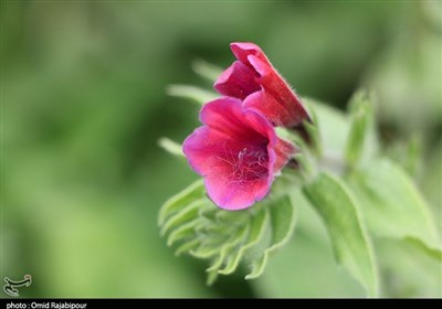 آغاز برداشت و پیش‌بینی 1.7 تن محصول خشک
