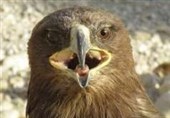بوشهر| یک بهله عقاب طلایی در منطقه شکار ممنوع کوه سیاه دشتستان رهاسازی شد