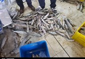 کشف 3.5 تن ماهی فاسد و تاریخ گذشته در کردستان