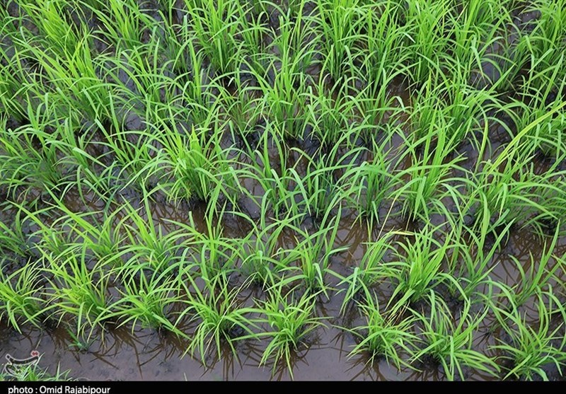 شالیکاران گیلانی برای خزانه‌گیری برنج به شرایط جوی توجه کنند