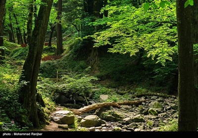 همچنین درختان سربه فلک کشیده راش، ممرز، توسکا، خرمندی، انجیری، رستنی ها گوناگون و گلهای رنگارنگ پیرامون‌ آبشارلونک و همچنین آب ‌و هواى‌ مساعد، زیبایى‌ و جذابیت‌ ویژه ‌اى‌ به‌ این‌ آبشار بخشیده‌ است