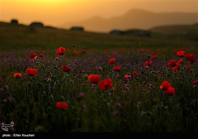 Iran's Beauties in Photos: Shekardasht Countryside