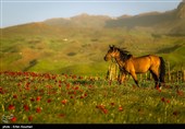 سفر به ییلاق شکردشت