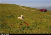 سفر به ییلاق شکردشت