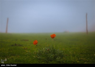 Iran's Beauties in Photos: Shekardasht Countryside