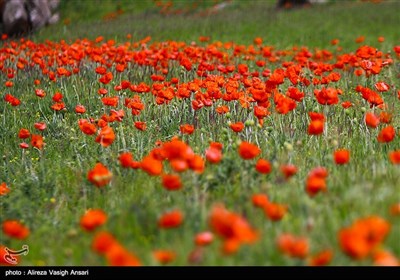 طبیعة کیلان ومصایفها شمال إیران