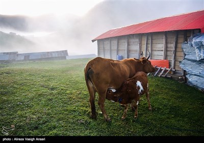 Village Life in Iran's Northern Gilan Province