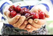 بجنورد| برداشت گیلاس از باغهای استان خراسانشمالی بهروایت تصویر