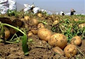 130 پروژه بخش کشاورزی استان سمنان به مناسبت هفته دولت افتتاح می‌شود