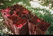 گیلاسهای بینظیر طارم امسال جشنوارهای نمیشود