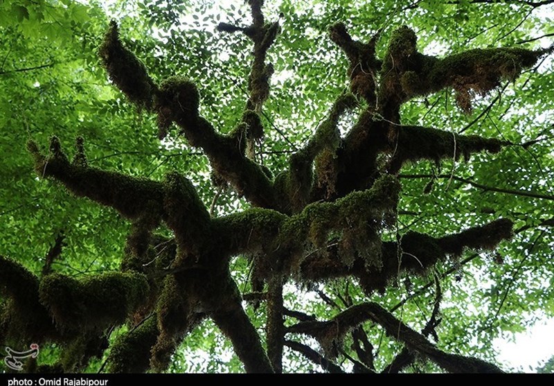 گیلان| فاجعه نابودی &quot;درختان شمشاد&quot; سیاهکلرود رودسر به روایت تصویر