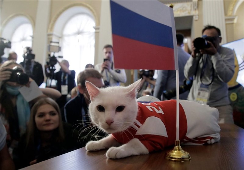 جام جهانی 2018| گربه پیشگوی روس ایران را برنده بازی با مراکش اعلام کرد + عکس