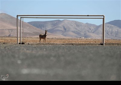 یک خر در زمین فوتبال خالی در نزدیکی روستای پارسِلاس اسپانیا ایستاده است.