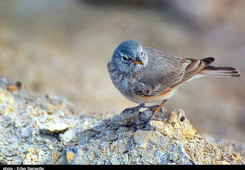 نخستین نمایشگاه عکس گروهی پرنده‌نگری بختگان در شیراز برگزار می‌شود