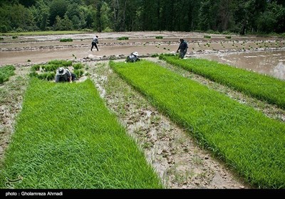 ایران کے صوبہ مازندران میں چاول کی کاشت