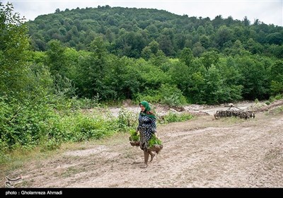 ایران کے صوبہ مازندران میں چاول کی کاشت