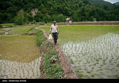 ایران کے صوبہ مازندران میں چاول کی کاشت