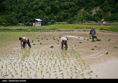 ایران کے صوبہ مازندران میں چاول کی کاشت