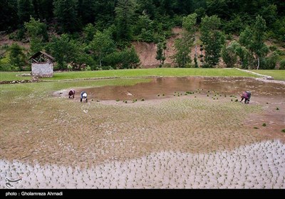 ایران کے صوبہ مازندران میں چاول کی کاشت