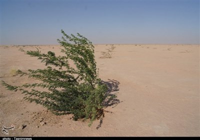 خسارت میلیونی کانونهای فرسایش باد به محیط زیست گناباد/ بیابانزدایی در دستور کار قرار گرفت+تصاویر