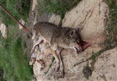 عامل کشتار گرگ آشنویه محاکمه شده است