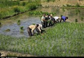 کشت مجدد برنج در استان مازندران متوقف شد