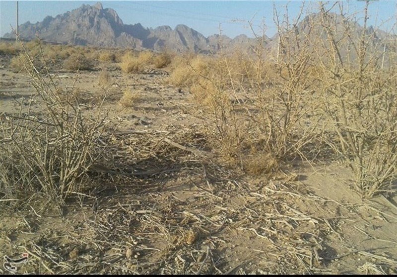 ‌خشکسالی مراتع استان بوشهر را در معرض نابودی قرار داده است