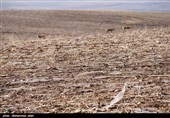 چالشهای تنها زیستگاه آخرین بازمانده آهوی ایرانی در زنجان؛ آیا آهوان دشت سهرین تلف میشوند؟
