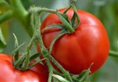 خروج 303 هزار تن گوجه از کشور