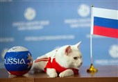 جام جهانی 2018| گربه پیشگوی روس چه تیمی را برنده نبرد روسیه و مصر اعلام کرد؟ + عکس