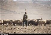 سارقان 200 رأس گوسفند در فشافویه دستگیر شدند