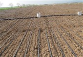 15 درصد از اراضی کشاورزی خراسان جنوبی تحت پوشش آبیاری نوین قرار گرفت