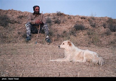 چوپانان از زحمت‌کش‌ترین اقشار جامعه هستند که در مناطق روستایی و مرتعی استان خراسان شمالی در این روزهای گرم و طاقت‌فرسا برای روزی حلال و چرخش اقتصاد کشور تلاش می‌کنند