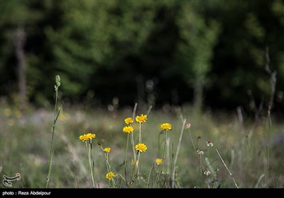 طبیعت ارسباران - آذربایجان شرقی