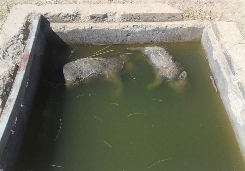 لاشه 2 قلاده گراز در دریچه منهول آب شرب دمچنار بویراحمد پیدا شد