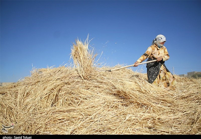 برداشت و خرمن‌کوبی گندم در مزارع استان خراسان شمالی به‌روایت تصویر‌