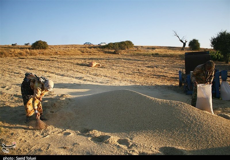 بیش از 300 هزار تن گندم در استان اردبیل خریداری شد